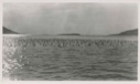 Image of Little Auks in water- Etah Harbor